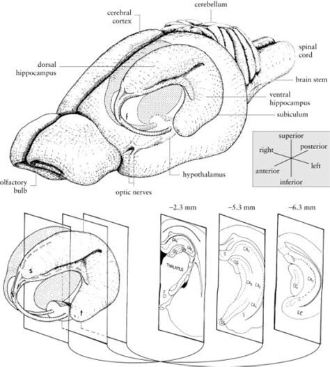 Diagram Of The Rat Hippocampus Drawings Of The Rat Bra Open I