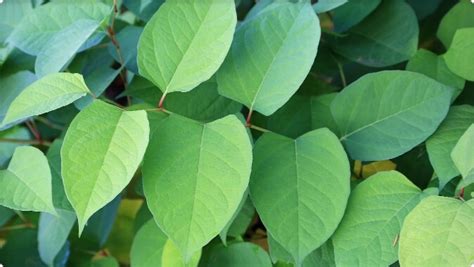 How To Identify Japanese Knotweed Knotweed Identification Guide