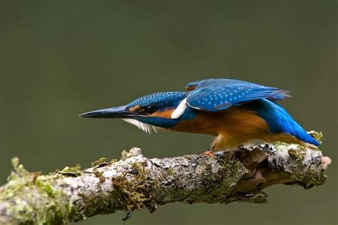 Photography Moments: Amazing Birds Photography