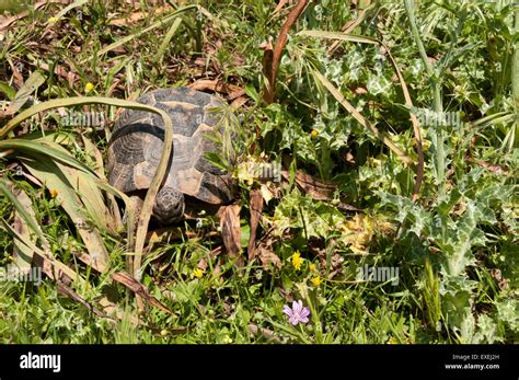 Spur Thighed Tortoises Grow Up To 30 Cm Length And Live In Grassy Areas