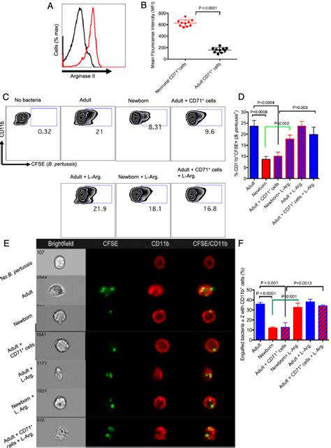 Arginase Inhibition Overrides Phagocytosis Suppression By Neonatal Cd71 Download Scientific