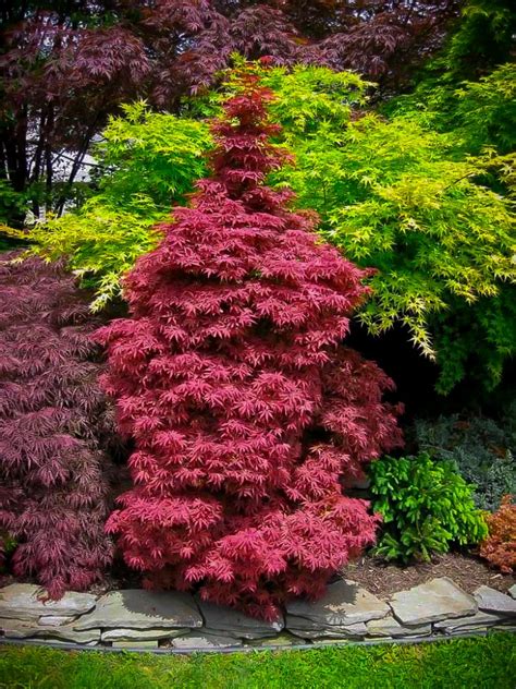 Skeeters Broom Japanese Maple Trees For Sale Online The Tree Center