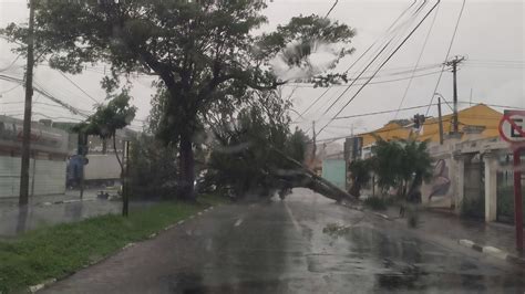 Chuva Derruba árvores E Volta A Provocar Estragos Em Araraquara