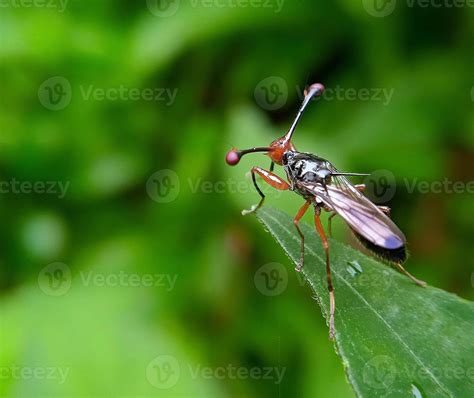 Stalk eyed fly 21543754 Stock Photo at Vecteezy