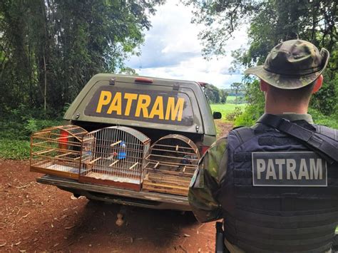 Batalh O Ambiental Da Brigada Militar Resgata P Ssaros Silvestres