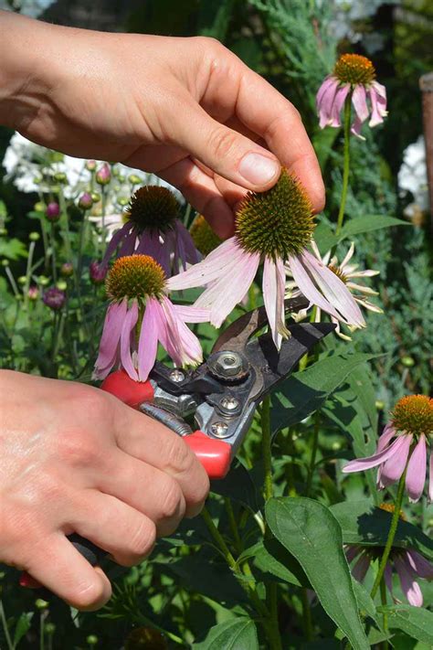 How To Grow And Care For Coneflowers Echinacea Gardener’s Path