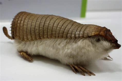 10 Incredible Pink Fairy Armadillo Facts