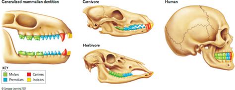 Mammals Flashcards Quizlet