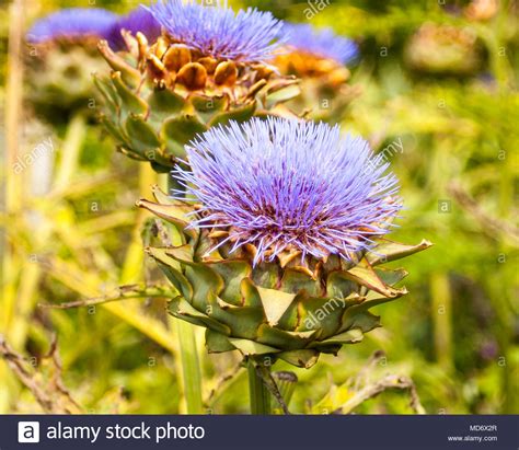 Milk Thistle Stock Photos And Milk Thistle Stock Images Alamy