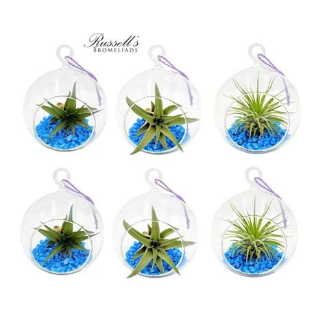 THEMED GLOBE TERRARIUM WITH AIR PLANTS – Russell's Bromeliads