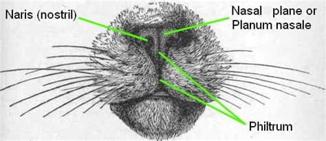 Basic Anatomy And Purpose Of A Cats Nose One Zoo Tree