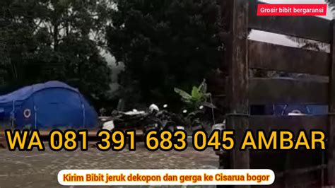 Jual Bibit Jeruk Dekopon Di Cisarua Bogor Wa Bibit