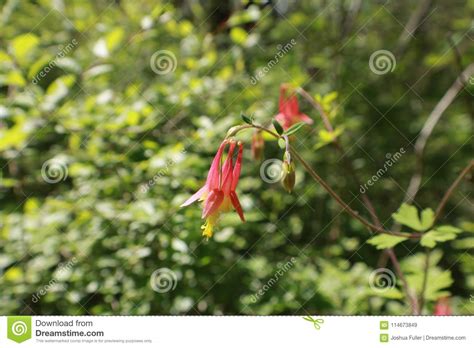 Eastern Red Columbine Aquilegia Canadensis Stock Image Image Of