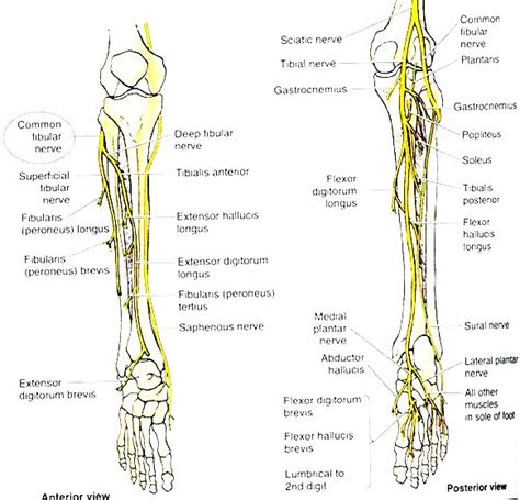 Tib Fib Anatomy