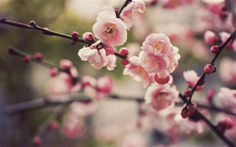 Cherry Blossom wallpaper | 1680x1050 | #42425