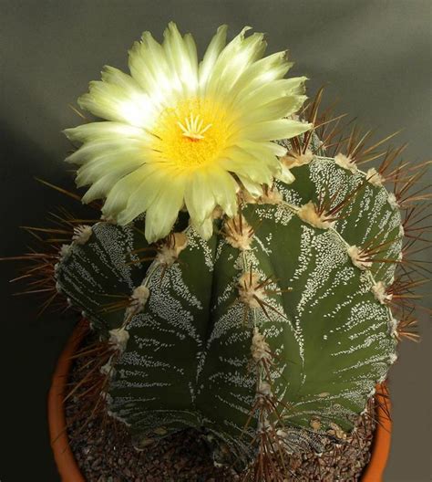 Astrophytum Nordisk Kaktus Selskab Facebook Cacti And Succulents