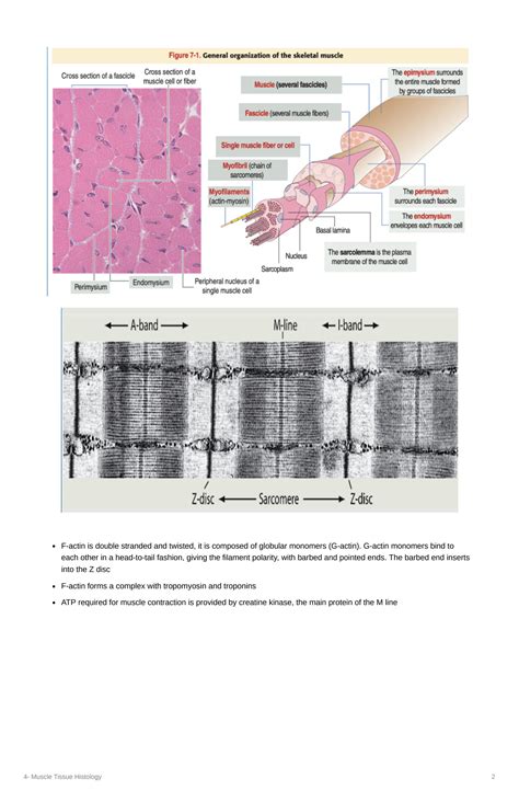 Solution Muscle Tissue Histology Studypool