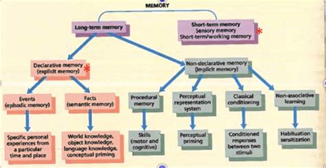 Psychology Of Learning And Memory Flashcards Quizlet