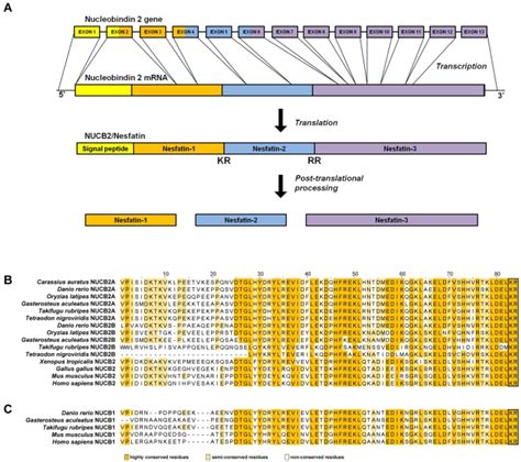 Schematic Outline Of Zebrafish NUCB2 Gene And The Formation Of