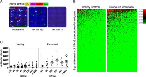 Figure 1 From Human Immune Responses To Burkholderia Pseudomallei