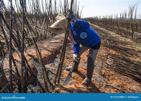 Worker in Sugar Cane Harvesting Editorial Photography - Image of cane, paulo: 121224887