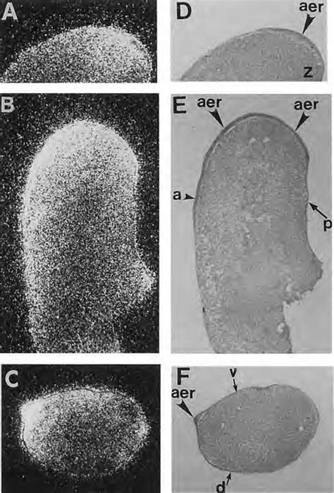 In Situ Hybridization Analysis Of Cx43 Expression During Early Stages