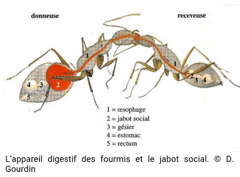 Presentation Biologique Des Fourmis Tpe