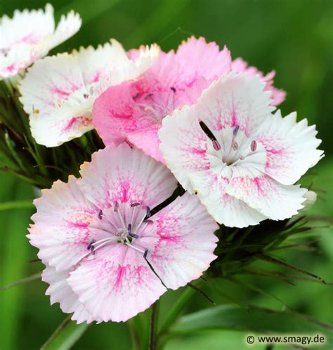 Smagy Pflanzen Insekten Heilkraft Bart Nelke Dianthus Barbatus