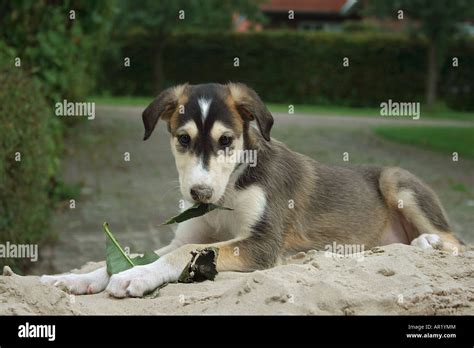 Kleiner Windhund Liegend Fotos Und Bildmaterial In Hoher Aufl Sung