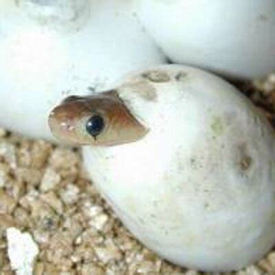 THE BABY COBRA. — Steemit