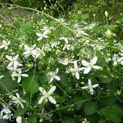 OnlinePlantCenter 2 Gal Sweet Autumn Clematis Plant C398TR The Home