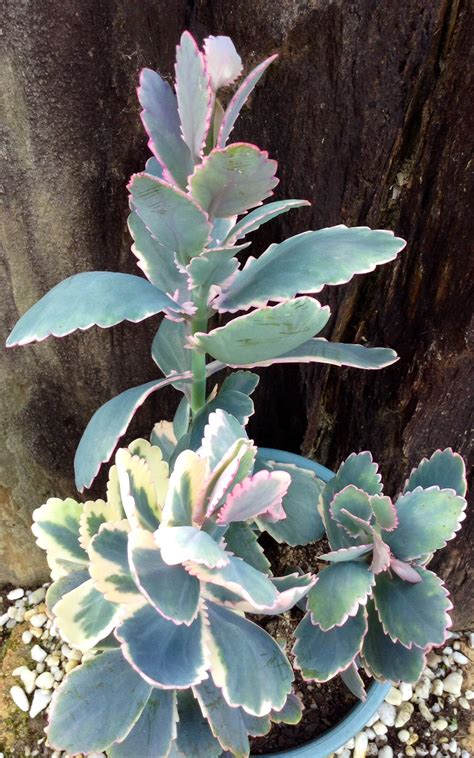 Kalanchoe Fedtschenkoi Aurora Borealis Or Northern Lights Kalanchoe Succulent Gardening