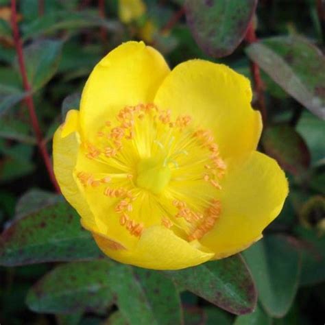 Hypericum Dummeri Peter Dummer Millepertuis Couvre Sol