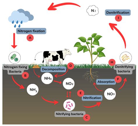 Nitrogen Free Full Text Herbicides Versus Nitrogen Cycle Assessing