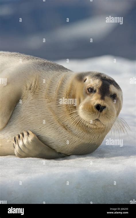 Bearded Seal Erignathus Barbatus Stock Photo Alamy