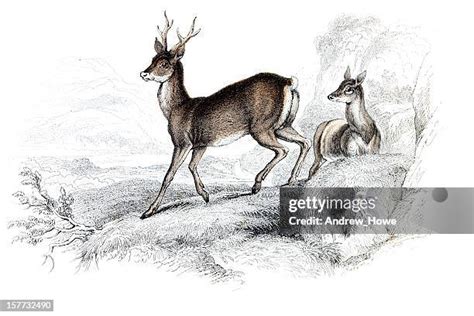 2477 Deer Prints Stock Photos High Res Pictures And Images Getty