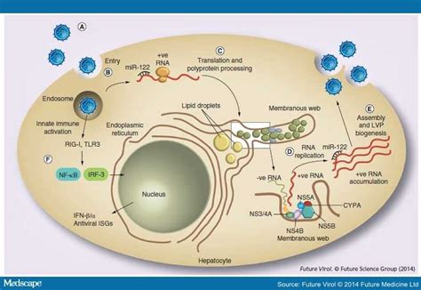 Antiviral Therapy In The Hepatitis C Virus Life Cycle Page 4