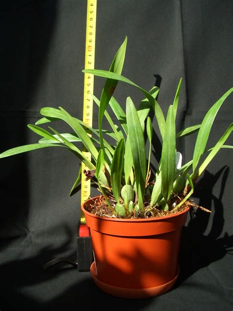 Maxillaria Variabilis Maxillaria Variabilis Flickr