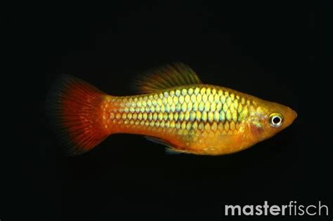 Multi Color Variatus Platy Xiphophorus Variatus MasterFisch