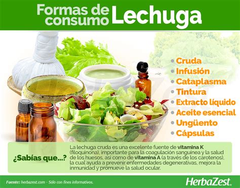 Lechuga Herbazest