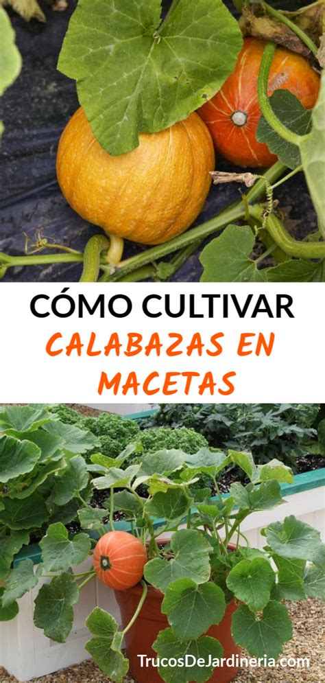 Como Cultivar Calabazas En Macetas Cultivo De Calabaza Como Cultivar