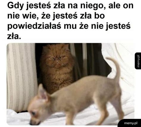 Ekscelencja Puszysta Chmurka Memy Pl