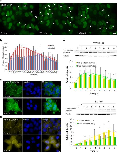 Quantifying β Catenin Subcellular Dynamics And Cyclin D1 Mrna