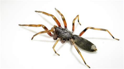 The Truth About White Tailed Spiders Australian Geographic