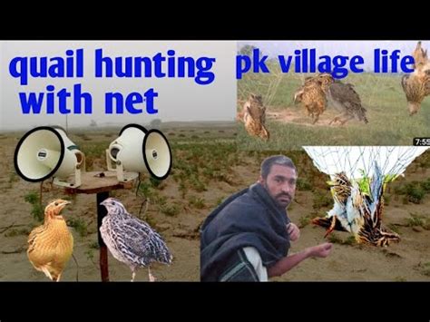 Quail Hunting With Net Batair Ki Awaz Batair Ka Shikar Bater Bird Birds