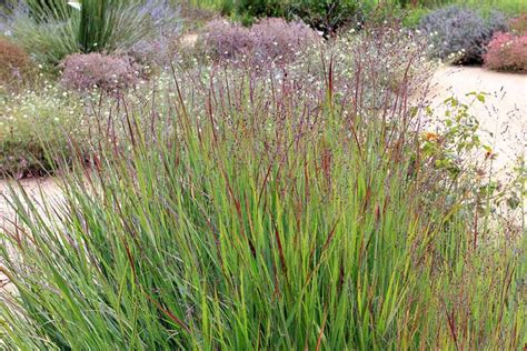 Panicum Virgatum Shenandoah Switch Grass