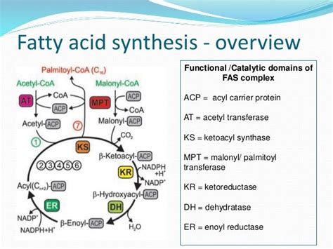 Fatty Acid Synthase