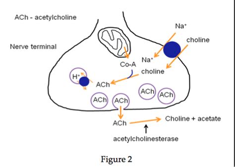 Acetylcholine Chapter Flashcards Quizlet