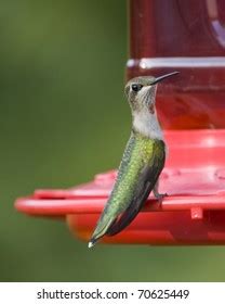 Hummingbird Red Dot On Throat Drinking Stock Photo 70625449 | Shutterstock