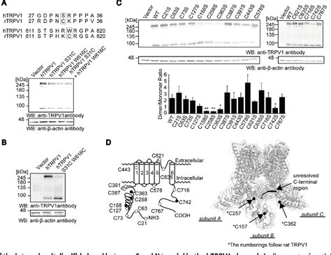 Figure 3 From Functional And Structural Divergence In Human TRPV1